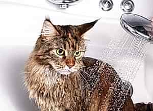 Как прочистить засор унитаза от кошачьего наполнителя? 