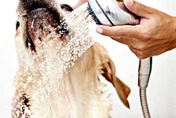 Как прочистить засор унитаза от кошачьего наполнителя? 